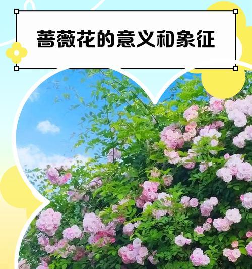 哪种花象征中华文化？它的文化意义何在？