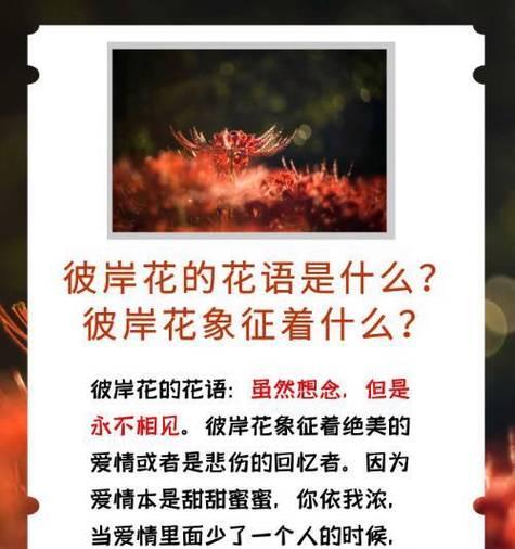 什么花象征虚拟的爱情？它们的寓意是什么？