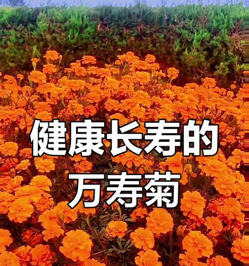 花语能代表健康吗？花语中的健康含义是什么？
