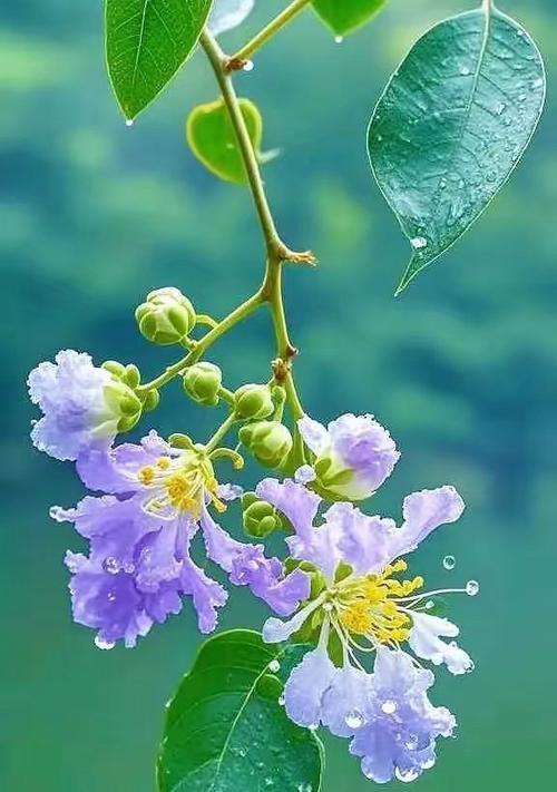 转运好运的花语有哪些？它们代表什么？
