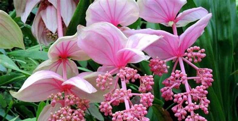 转运好运的花语有哪些？它们代表什么？