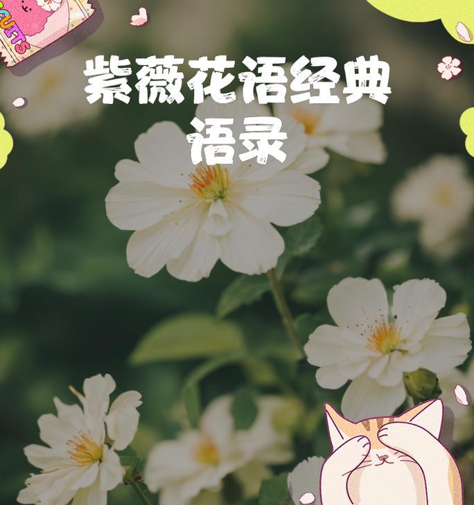 转运好运的花语有哪些？它们代表什么？