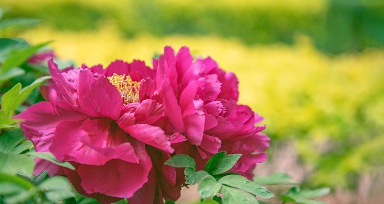 红色花在古代象征什么？有哪些红色花的特殊含义？