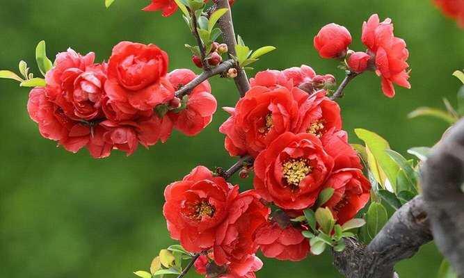 红色花在古代象征什么？有哪些红色花的特殊含义？
