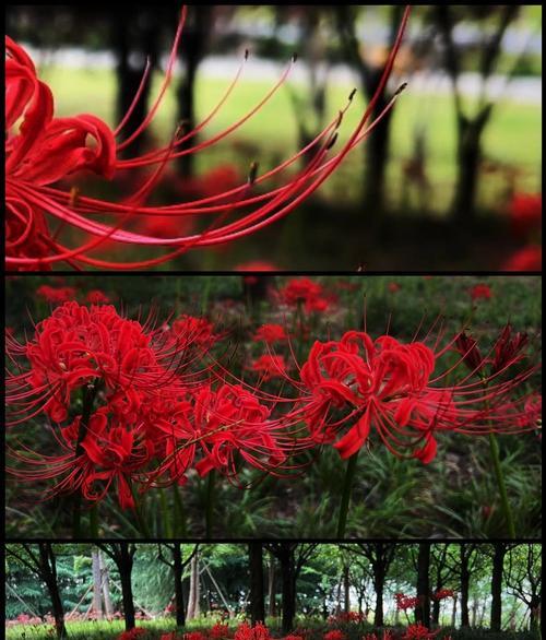彼岸花红色代表什么？红色彼岸花的寓意是什么？