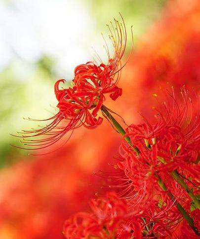 彼岸花红色代表什么？红色彼岸花的寓意是什么？