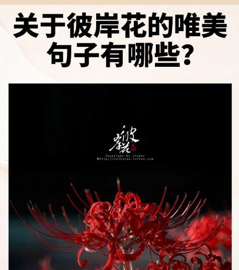 彼岸花在爱情中代表什么意义？它的花语有哪些？