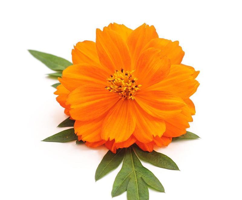 浪漫橙色花的寓意是什么？橙色花朵通常象征着什么？