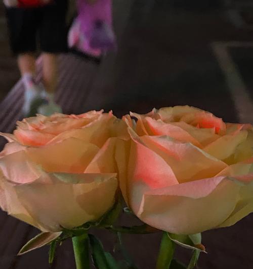 一朵花能否象征浪漫？