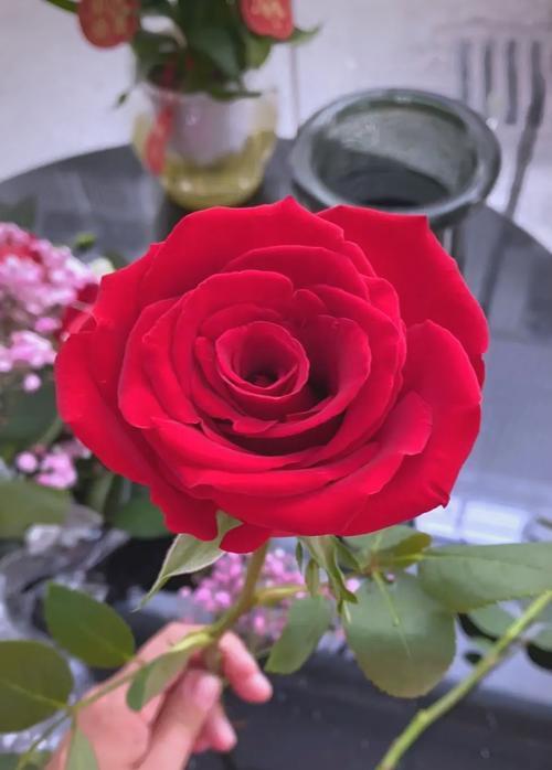 什么花象征短暂的爱情？
