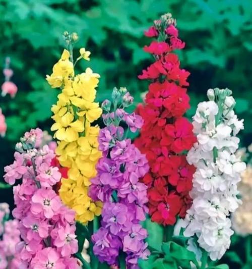 什么花象征短暂的爱情？