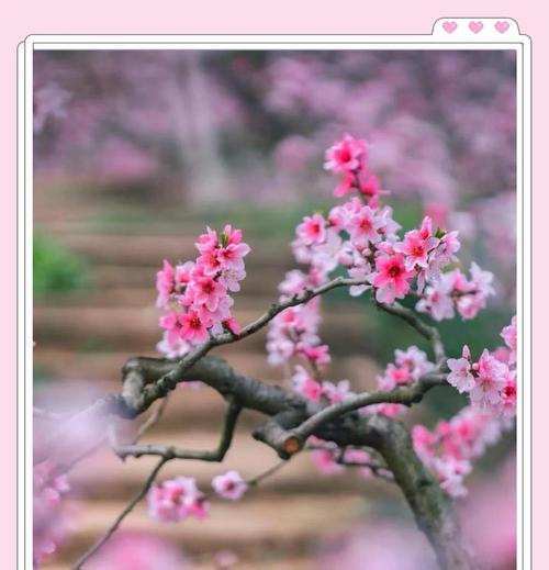 什么花象征短暂的爱情？