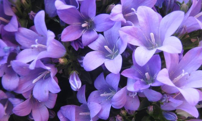紫色圆球花的花语是什么？它象征着什么？