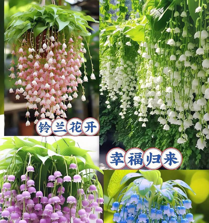 哪种花象征幸福？它的含义是什么？