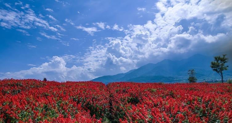 花语牧场的季节变化有何寓意？不同季节的花语牧场代表什么？