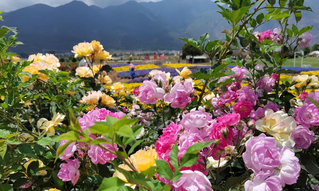 花语牧场的季节变化有何寓意？不同季节的花语牧场代表什么？