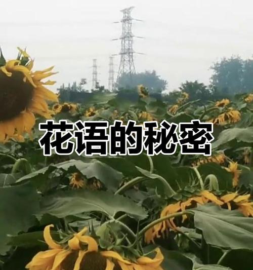 哪种花象征阳光与安宁？阳光安宁花语是什么？