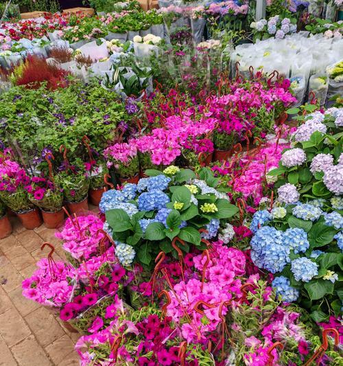 五颜六色的花寓意什么？花色丰富代表什么？