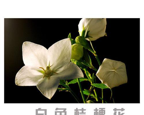 白色桔梗花的花语和象征意义是什么？