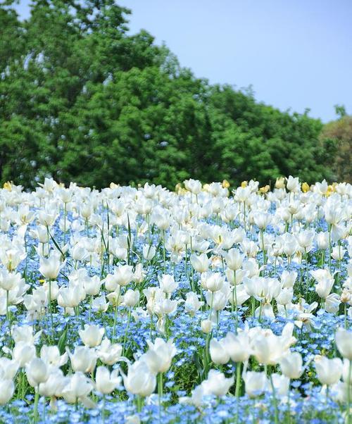 白色桔梗花的花语和象征意义是什么？