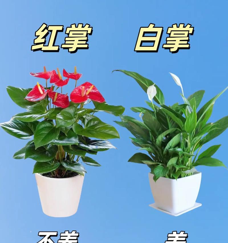哪种花象征好运？它们的含义是什么？