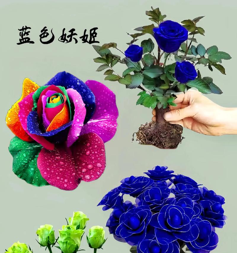 蓝色花象征忠诚的花有哪些？
