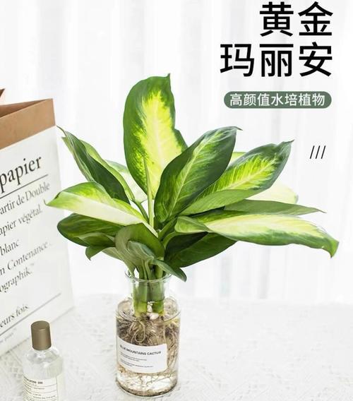 哪种水培花寓意富贵适合门庭？