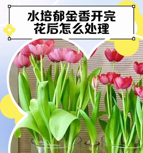 哪种水培花寓意富贵适合门庭？