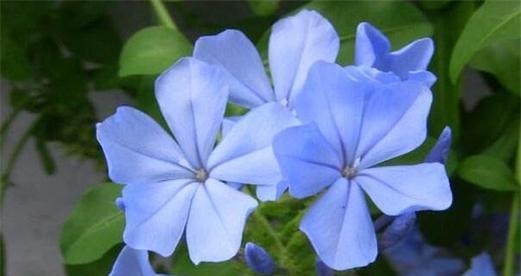 蓝色花戴头代表什么？蓝色花的象征意义是什么？