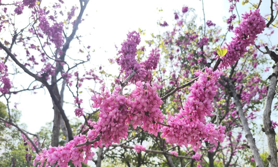 浪漫紫荆花的寓意是什么？它象征着什么？