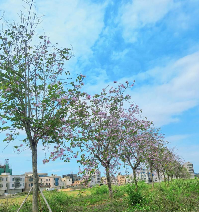 浪漫紫荆花的寓意是什么？它象征着什么？