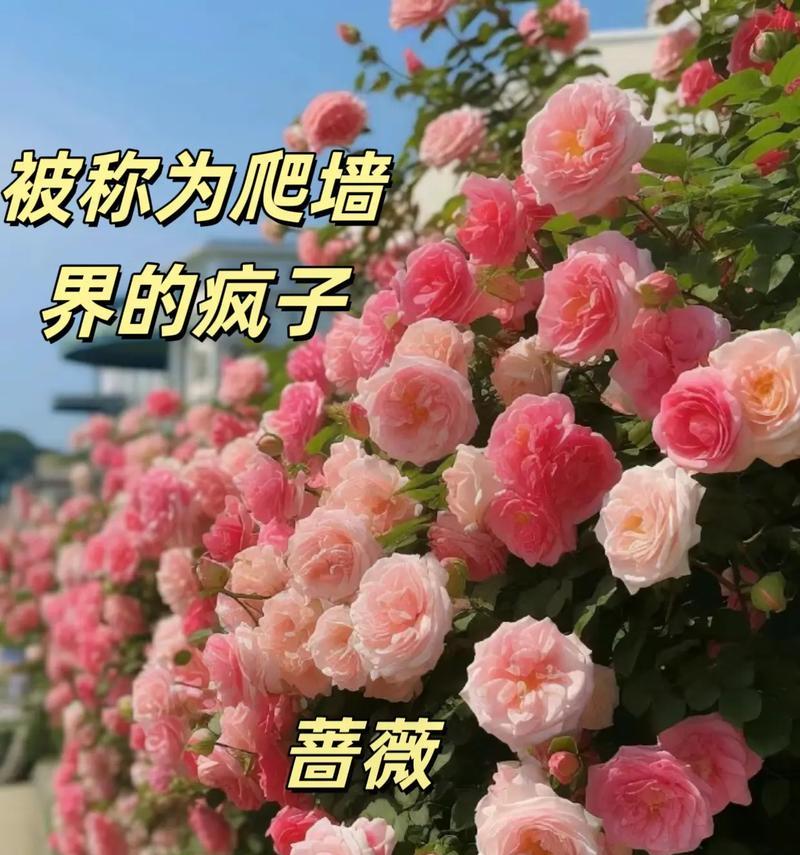 金色蔷薇花代表了什么？