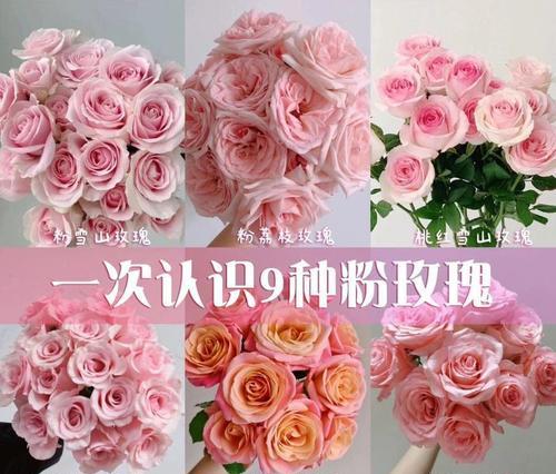 玫瑰花的意义就是浪漫吗？玫瑰花的象征意义是什么？