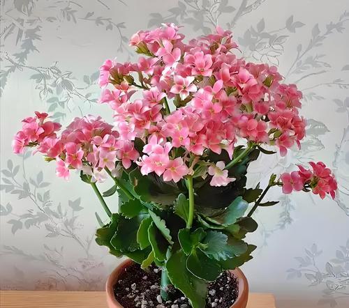 哪种花象征健康长寿？