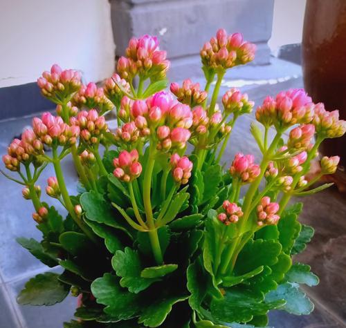 哪种花象征健康长寿？