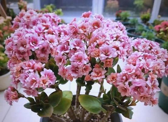 哪种花象征健康长寿？