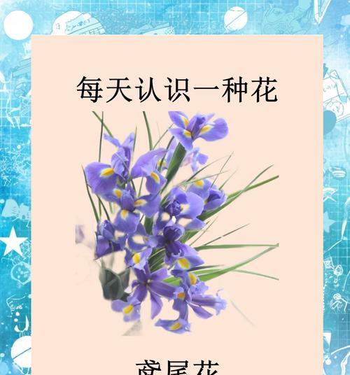 紫色和红色的花分别代表什么？它们的花语有何不同？