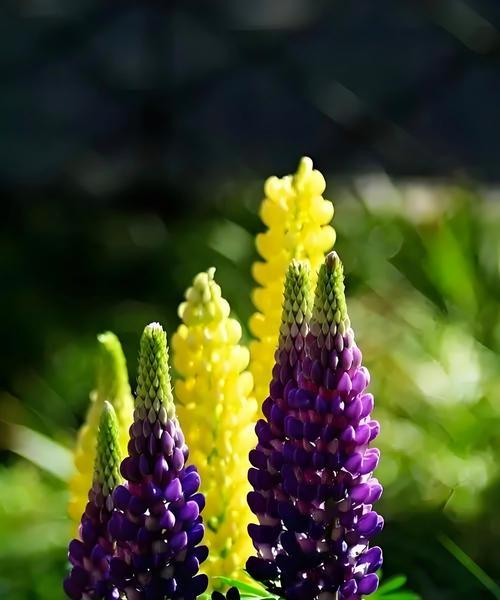 紫色和红色的花分别代表什么？它们的花语有何不同？