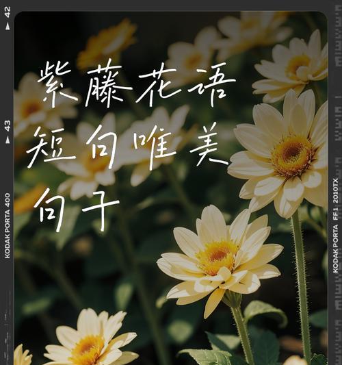 紫色和红色的花分别代表什么？它们的花语有何不同？