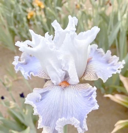 哪种花象征爱情经历风雨？爱情风雨的花卉代表是什么？