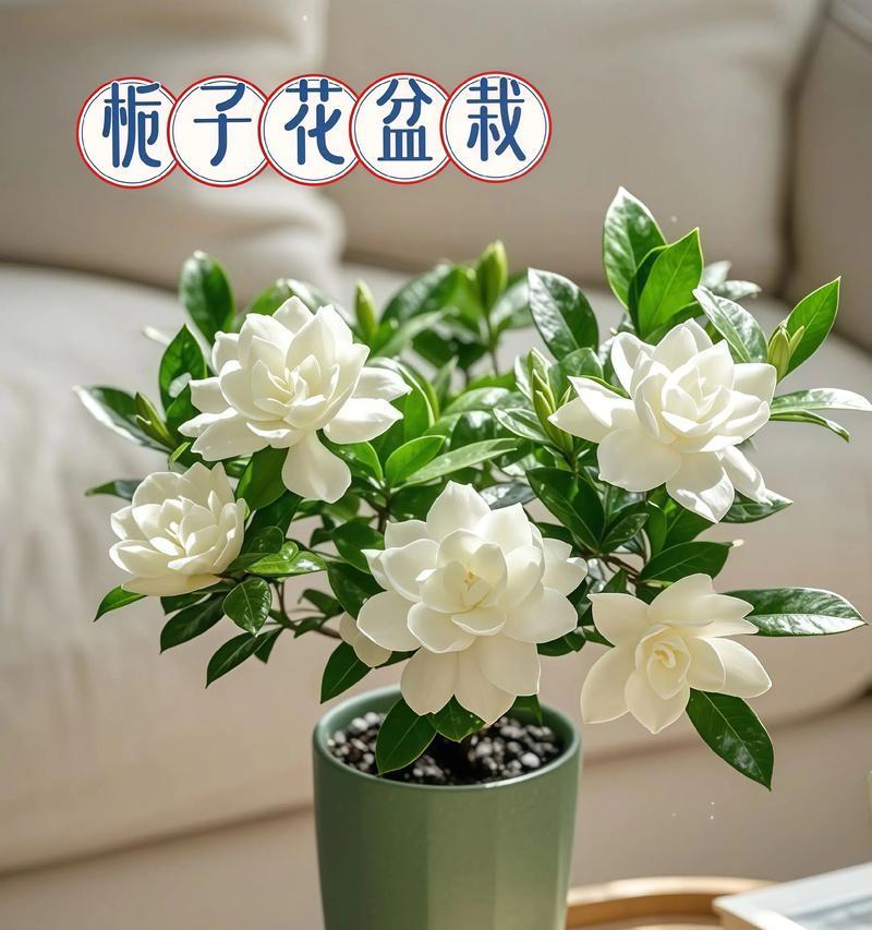 栀子花的寓意是什么？栀子花的传说有哪些？