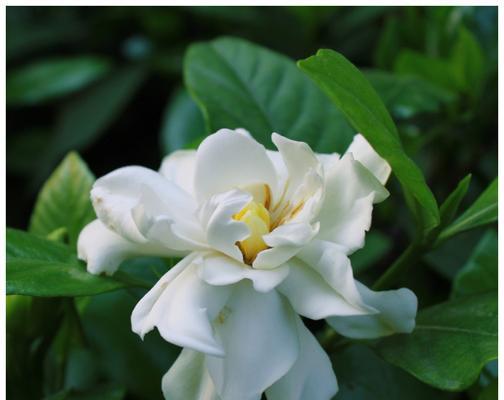 栀子花的寓意是什么？栀子花的传说有哪些？