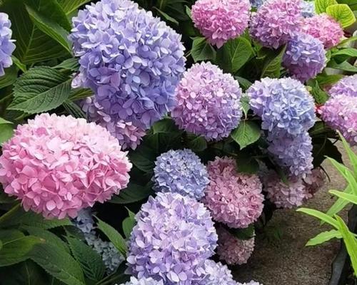 在欧洲，哪种花代表幸福？