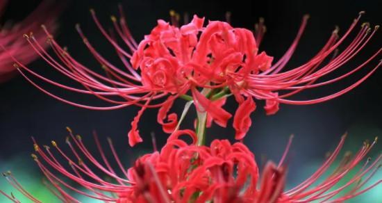 哪些红色花寓意生意兴隆？红色花的花语有哪些？