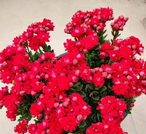 哪些红色花寓意生意兴隆？红色花的花语有哪些？