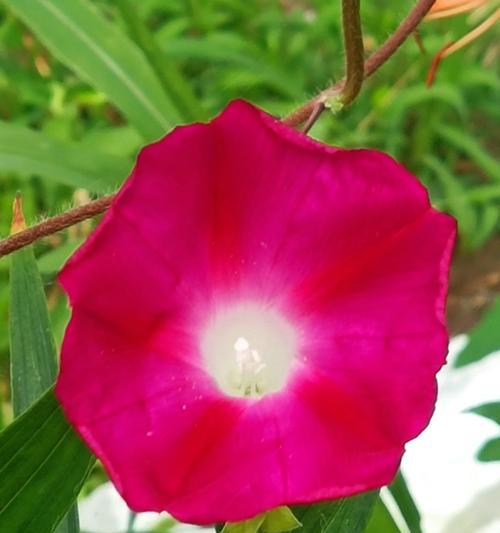 哪些红色花寓意生意兴隆？红色花的花语有哪些？