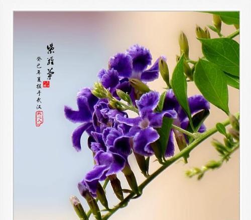 哪种花寓意平安幸运？平安幸运花语是什么？
