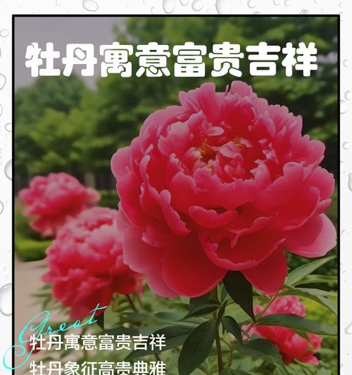 哪些大红色花寓意吉祥？