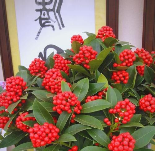 哪些大红色花寓意吉祥？