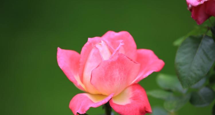 国庆节象征性的花是什么？国庆节用什么花来庆祝？